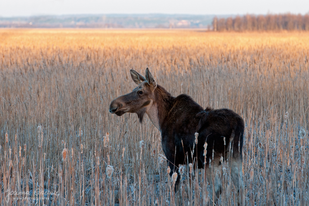 063_Biebrza - kwiecien 2013.jpg